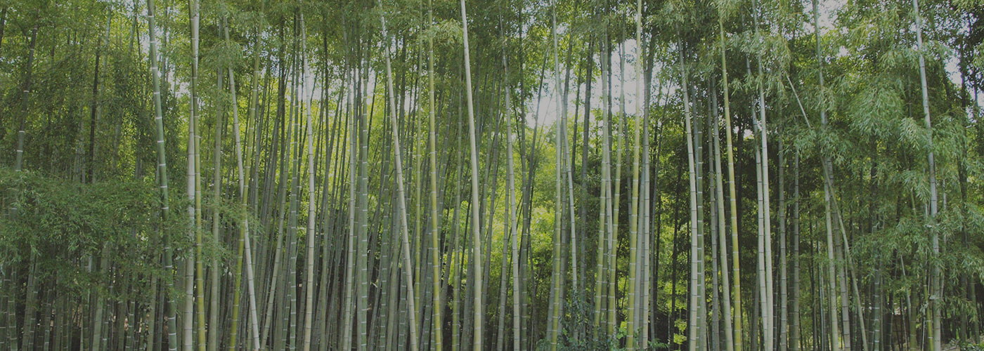 takano Japan bamboo